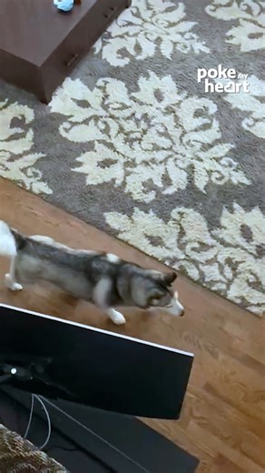 58K views · 474 reactions | Pet Dog Gets Caught By Owner While Stealing Empty Milk Carton | Poke My Heart | Facebook