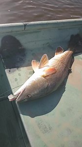 Catching redfish in point-aux-chenes Louisiana #saltwatersabtv #fishing #saltwaterfishing #Louisiana | Lance Billiot