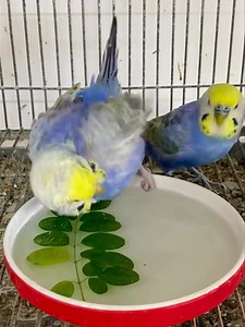 Rainbow Budgies taking Bath #rainbowparakeets #highqualitybudgies #colorfulbudgies #rainbowbudgerigars #beautifulbudgies #beautifulbudgies #showbudgerigars #budgiesmugglers | Birds Land