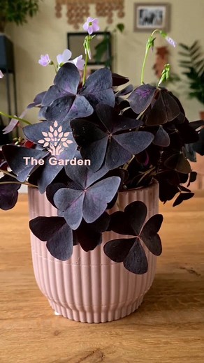 1K views · 42 reactions | 𢡄#Oxalis_Triangularis 𢡄 نبات Oxalis...