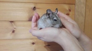 なつく小動物はどのペット？デグーやチンチラ等は本当になつくかランキング！ | しずくの海洋日報