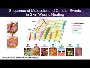 How Science Can Guide Practice: Placental Based Allografts