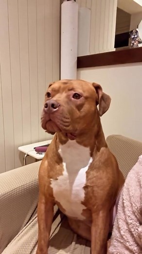 #animali #vivereallestero #italianiallestero | Seidita Maria Cristina