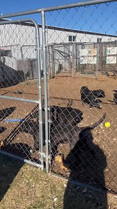 #adopt!! Woof Pet Rescue in Woodward, Oklahoma Sisa was dumped on a county road pregant and confused. We didn't have room but we could not turn her away. Shes a great dog. She had 9 puppies and we still have her and 4 of her boys. | WOOF Pet Rescue Society Inc.