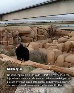 Burgers' Zoo on Reels