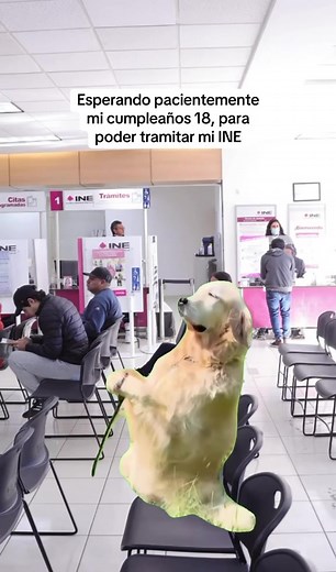 🎉 ¿Cumples 18 este año? Ya eres oficialmente adulto… 👀 ¡Y toca sacar tu INE! No solo es tu identificación 👇 🗳️ También es tu voz para decidir Haz tu cita aquí 👉 inetel-citas.ine.mx #INE #Cumplí18 #perros #lomitos #zen