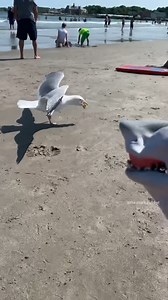 2.7K views · 35 reactions | Who needs a beach body when you can have a beach puppet?  #sharkpuppet #beachlife #puppetlove | The Shark Puppet | Facebook