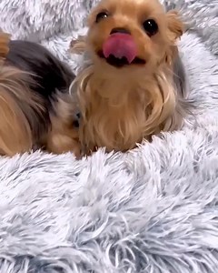 121 reactions · 17 shares | So cute and specil!   | Dear Yorkie | Facebook