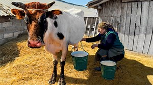 #cheese #CheeseMaking #milk | Sweet Village