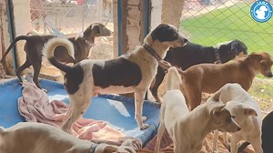 1.1K views · 75 reactions | Nosey Neighbours  Panda and his gang...