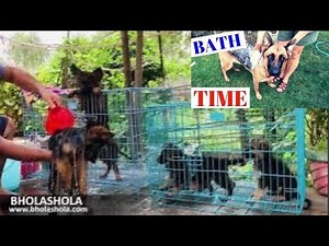 Tips for Dog Bathing - How to Bathe a German Shepherd Puppy 😍