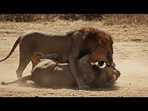 Scarface Lion vs Rival Lion Real Fight Full Video | The King’s Final Battle in Maasai Mara 2014