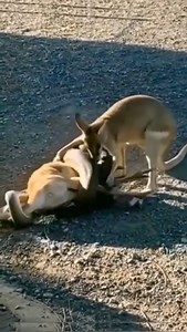 132K views · 340 reactions | Daily African Animals on Reels | Facebook