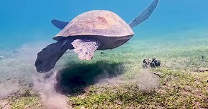 3.1K views · 174 reactions | Green sea turtles (Chelonia mydas) can...