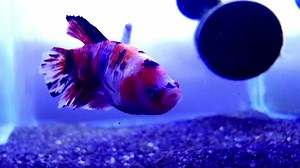 We have lots of stunning male & female betta instock like this male below 李 | AquaZoo Aquatics | Facebook