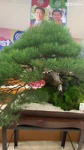 12K views · 1.1K reactions | Bonsai tree  | Japan Bonsai | Facebook