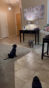 Peyton , Poise and Parker | AZ Mastiff Rescue