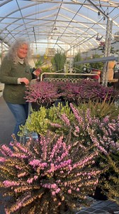 Skip through the courtyard and step into our warm greenhouse, where you’ll find everything you need to spark your imagination (and start planting!). From seeds and hellebores to tulips and heather, there’s plenty to fall in love with. | Art's Nursery Ltd.