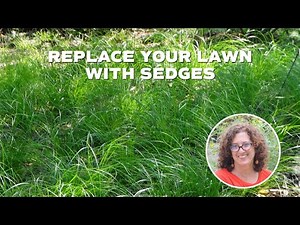 Virtual Series: Replace Your Lawn with Sedges