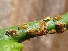 Citrus Killing Disease Facts   Myths w Q&A Free Zoom Meeting 9/21-22