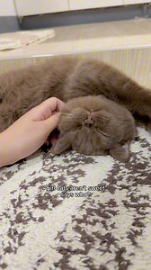 1M views · 77K reactions | this is your sign to not be afraid of getting a girl cat 凉 #fblifestyle | TOFU | Facebook