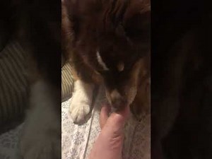 Dog biting toenail and licking feet for 10 mins. ASMR