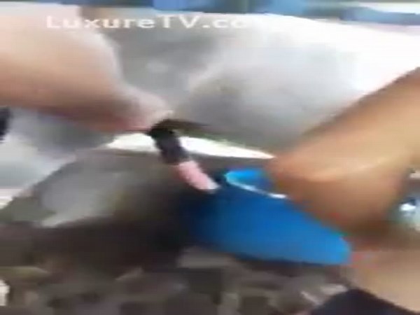 horse creampie