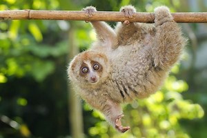 Sunda slow loris - Alchetron, The Free Social Encyclopedia