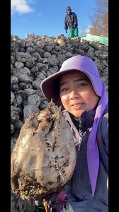 Tambakan namin ng sugarbeet | Pinay farmer in Hokkaido Japan