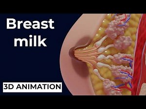 How Breast Milk Is Produced | NEW ANIMATION