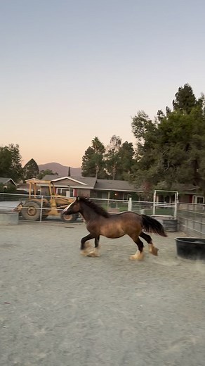 Oakley 🔥🖤🦄 | Hideaway Ranch