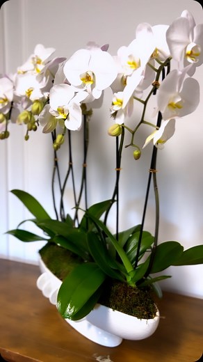 1.3K views · 88 reactions | Touch of Orchids on Reels | Facebook