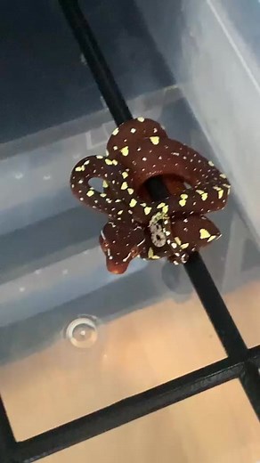 Feeding baby Green Tree Pythons😍_Follow @snakemasterexotics _#snakesofig #toys #passion #greentreepython #siblings #educate #girlslife #girl #96ing4Life #gtp #treesnake #kids #snake #snakes #reptile #reptiles #snakesofinstagram #reptilesofinsta... #SnakeLover #ReptileLife #SnakePet #ExoticPets #SlitheringBeauty #SnakeCare #PetReptiles #SnakeWorld #SnakesOfInstagram #ReptileAddict #AnimalLovers #SnakeKeeper #ReptileEnthusiast #ExoticAnimal #SnakeObsession #ReptileFamily #SnakeHobby #ReptileFrien