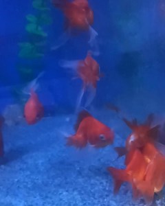 Breeding pair Ryukin goldfish are available....... Only at #pokhara_aquarium #your_genuine_pet_store_in_town #your_complete_pet_solution #your_complete_pet_store #Pets #fypシ゚viralシ #decor #fypage #fyp #foryou #cute #petlovers #plants #petsofinstagram #foryouシ #Fish #pets #pets #cuteanimals #puppies #fishlovers #plantedaquarium #aquarium #fishingaddict | Pokhara Aquarium | Facebook