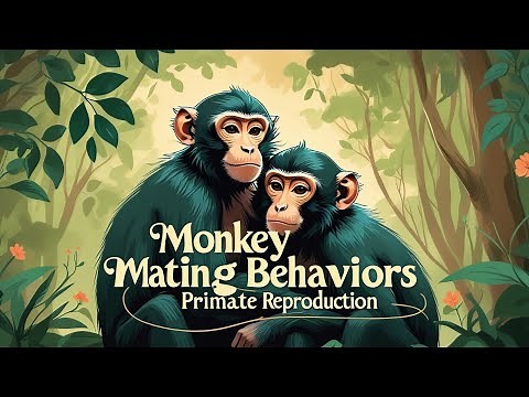 Monkey Mating #Behaviors Explained: #Primate #Reproduction & Evolutionary Strategies #monkeymating