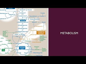 Metabolism | 33 | Phospholipids structure