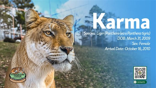 6.1K views · 296 reactions | Meet Karma Liger - Species: Liger...