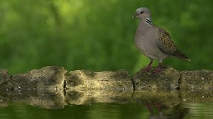 European Turtle Dove Bird Streptopelia Turtur Stock Footage Video (100% Royalty-free) 3408560533 | Shutterstock