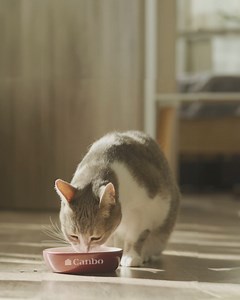 Nuevo Canbo Cat Adult, para una mayor absorción de nutrientes, y Canbo Cat Senior, para reforzar su sistema inmunológico. 😸🐾 | CANBO