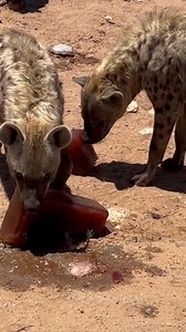 91K views · 2.4K reactions | We just want to remind everyone that Monarto Safari Park is closed today. The hyenas are beating the heat with water play and a giant blood ice block. However you decide to beat the heat today, make sure you stay cool and hydrated. : Celeste | Monarto Safari Park | Facebook