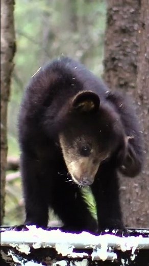Bear Hunting in Canada with a Bow!