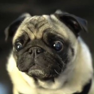 3.3K views · 38 reactions | Gyoza is the master alien sound producer  | London Evening Standard | Facebook