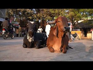 微動だにしないインドの野良牛