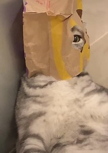 You can't find me! 😆 | Cats Land