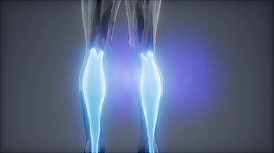 gastrocnemius- Visible muscle anatomy map