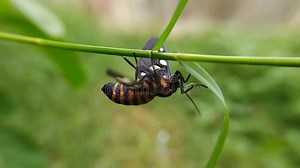 Nine-spotted Moth Insects on Leaf in Indian Village Garden Image Stock Footage - Video of coreidae, acuteangulatus: 226449338