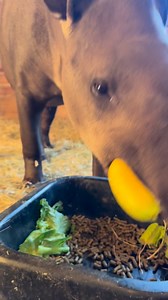 After giving birth, a mother’s appetite increases, because all that energy turns into milk, care, and protection. A beautiful cycle of nature: she nourishes herself to nourish the one who has just arrived 🤍 This has been Amy’s routine ❤️ #tapir #babywildlife #maternallove #naturecycle #babyanimals #celebrationoflife | Highpoint Haven