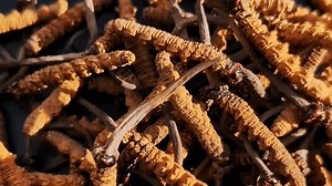 「YarsagumbaまたはCordyceps sinensis(Ophiocordyceps sinensis)またはCHONG CAO、DONG CHONG XIA」の動画素材（ロイヤリティフリー）3944128281 | Shutterstock