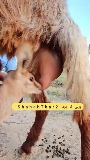 1.8M views · 25K reactions | A cute Ibex baby Feeding goat  milk . #fbreels #feeding #GOAT #animals | Travel North Pakistan | Facebook