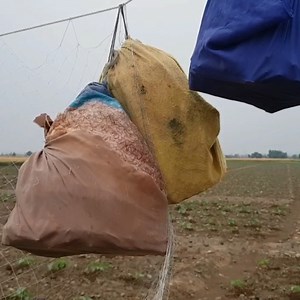 Batair hunting sound end season 2023 #quail #batairkiawaz #bird | FATEH JANG TV